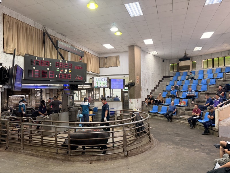 毛豬拍賣價偏高　苗縣：供不應求已協調增加拍賣量