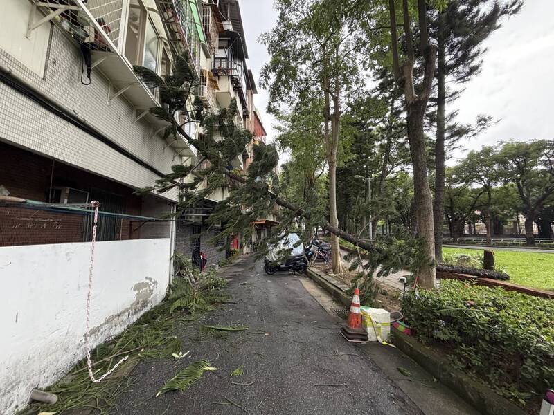 北市北投立農公園樹木傾倒　2樓住家窗戶受損無人傷