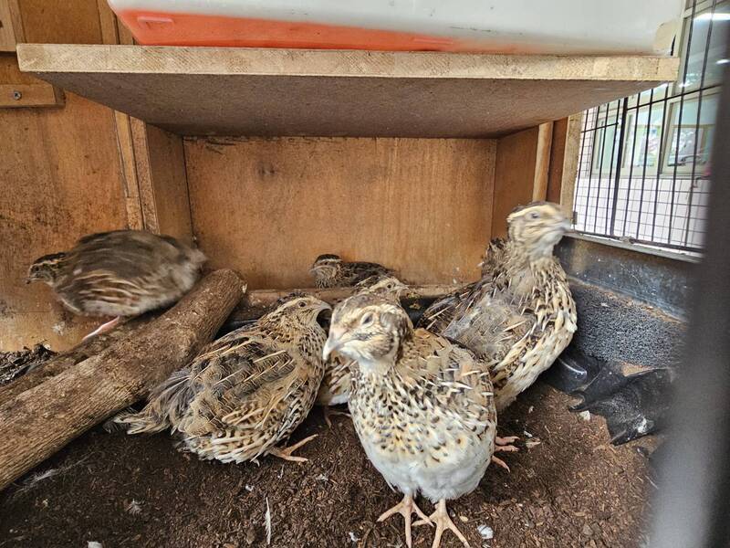 高市學童為小鵪鶉築窩　生命教育不再只是課本故事