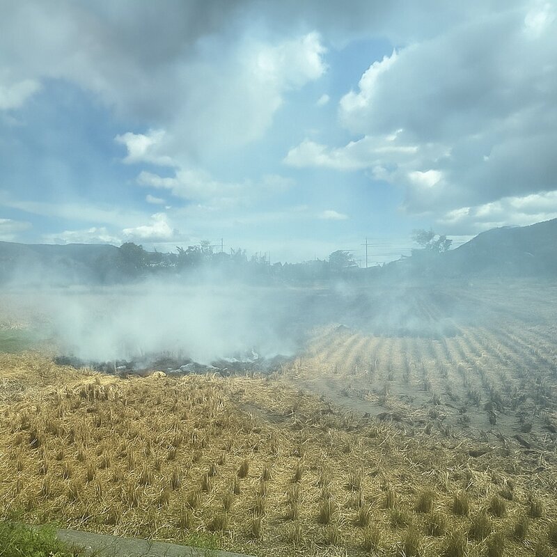 逾6千公頃稻陸續收割　台東縣府籲勿露天燃燒稻草