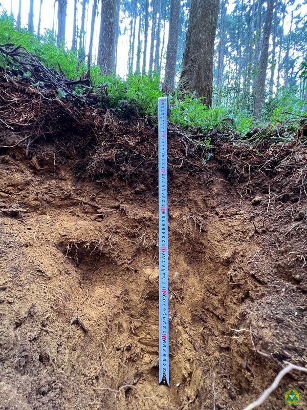 森林儲碳最多在土壤　不同樹種深層濃度差異大