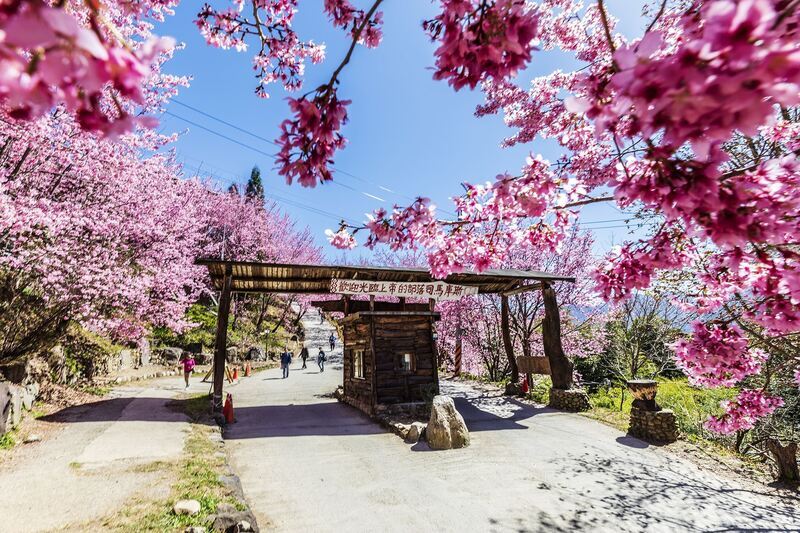 竹縣觀光魅力　司馬庫斯、峨眉湖入選推薦亮點