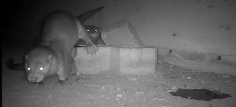 金門社區巡守生態棲地 114年相機拍到更多水獺寶寶