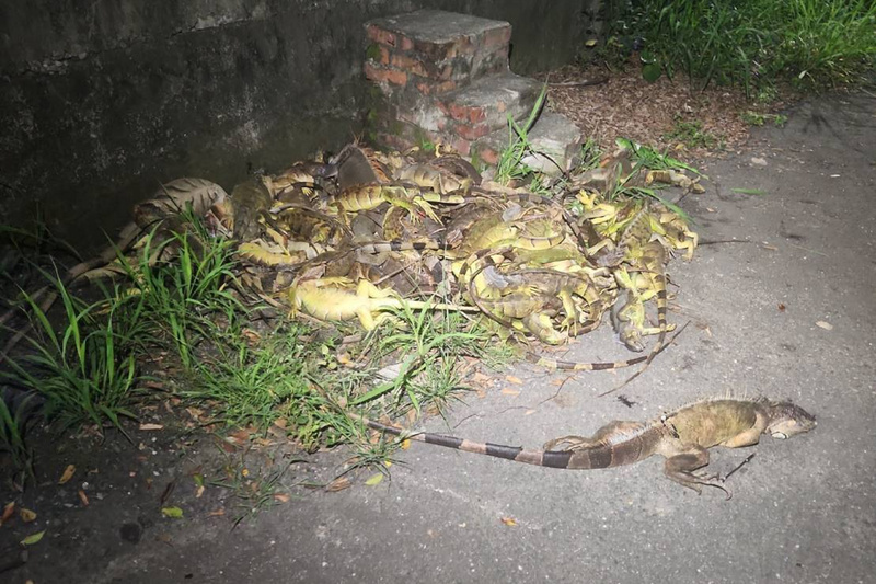 台南綠鬣蜥捕獲量約增1倍　市府加強熱點處理防擴散