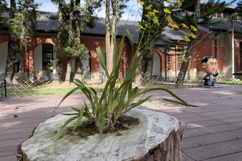 移除羅漢松樹頭文心蘭開花 台南水道博物館生態驚喜