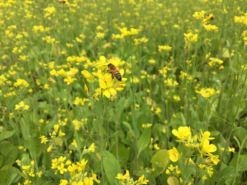 農糧署鼓勵冬種綠肥 形成油菜、向日葵花海