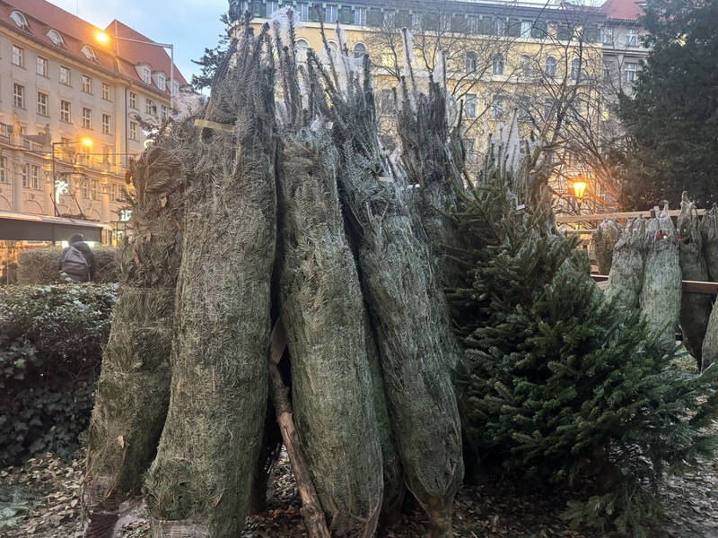 捷克耶誕樹漲價 國營機構籲民眾勿私自伐木