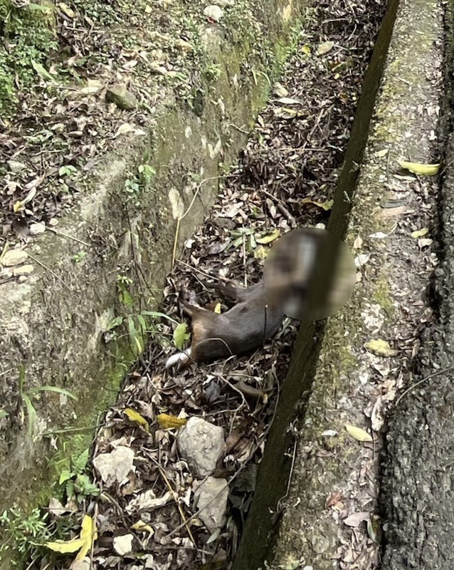 山羌頭卡半截寶特瓶死亡　疑餵流浪動物間接害命
