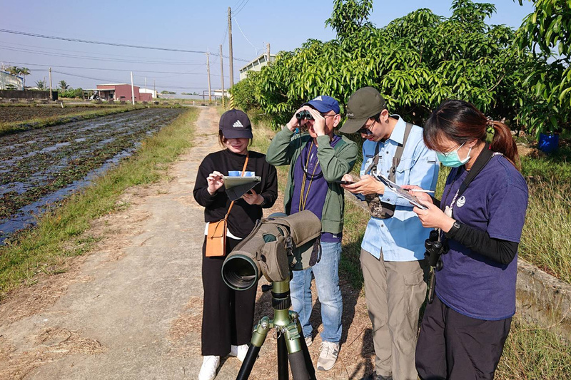 台南水雉族群調查減95隻　研判風災損棲地菱角田