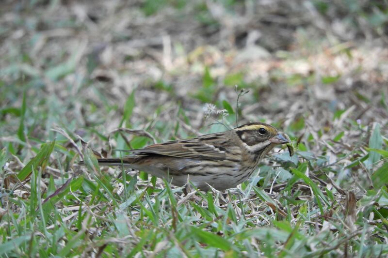 稀有候鳥黃眉鵐現蹤　科博館籲守護嬌客勿干擾