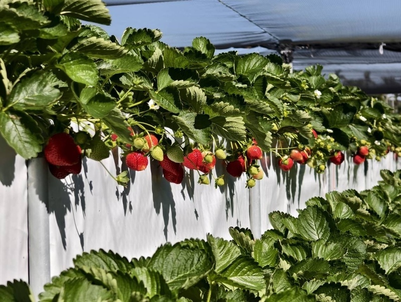 苗栗大湖草莓季登場 農會推全新相關商品