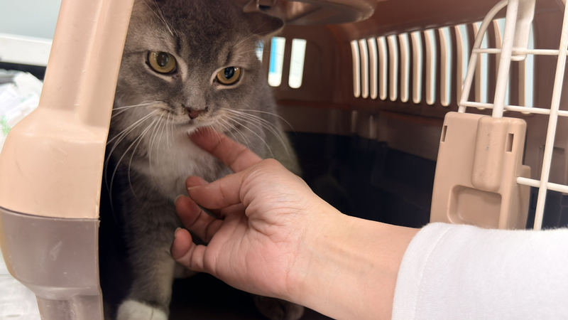 彰化動防所開放認養品種貓　報名踴躍現人龍