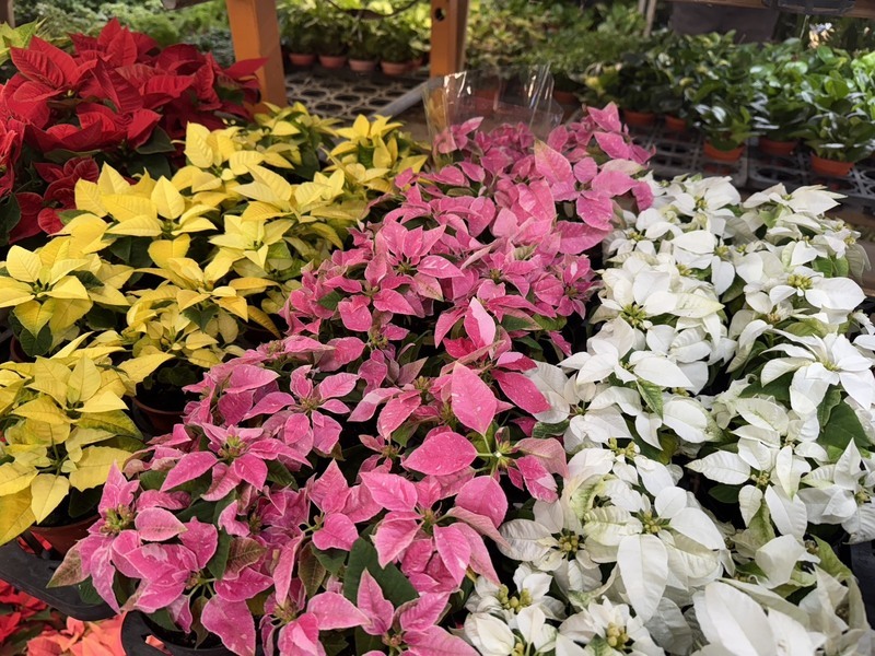 提前迎接耶誕　台北花市打造沉浸式主題專區