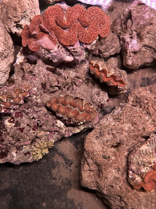 港口部落守護「海中玫瑰」 石梯坪建硨磲貝復育基地