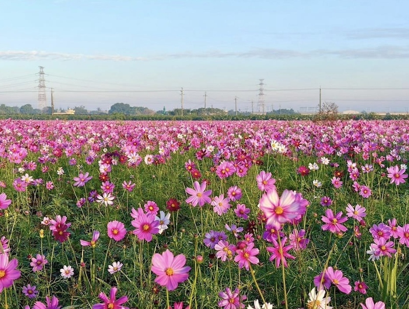 彰縣府打造冬季花海　結合農遊體驗吸引遊客