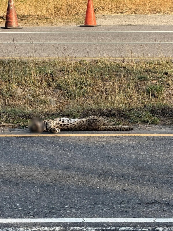 彰化和美近海公路發現石虎　疑遭路殺