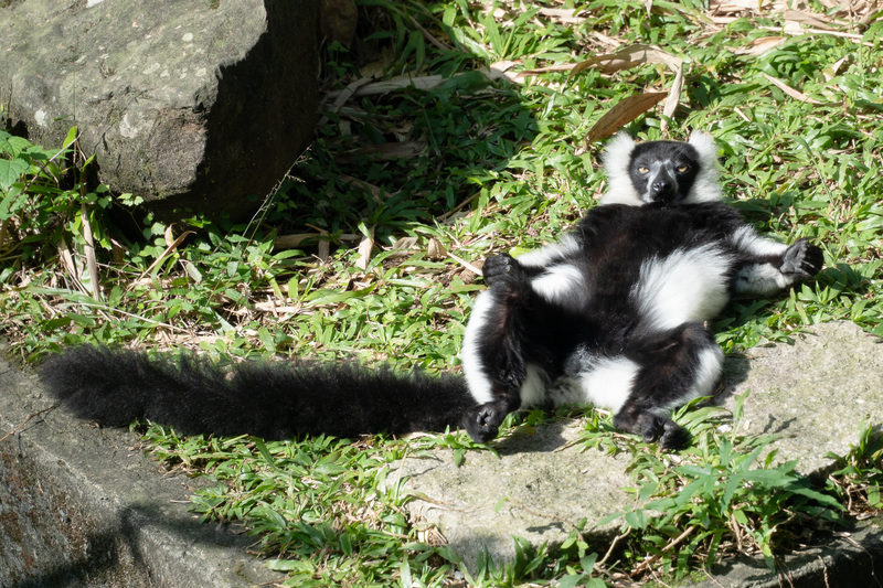 北市動物園狐猴享受冬日暖陽 展可愛姿態超吸睛