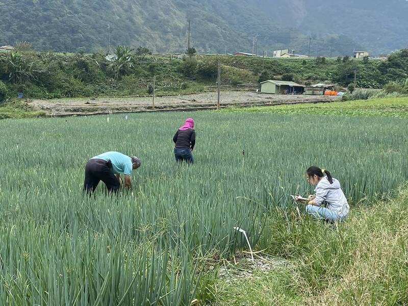 搶救銳減宜蘭三星蔥 花蓮農改場移地保種見成效