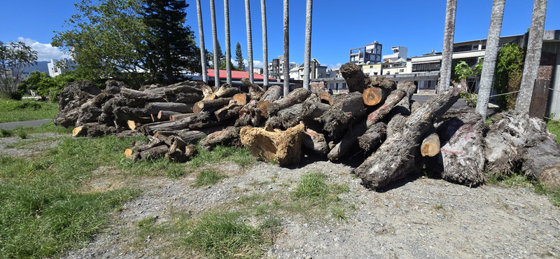 西瓜田藏貴重漂流木　宜檢查獲143根、起訴18嫌