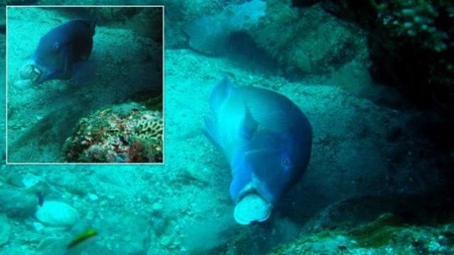 黑斑豬齒魚被發現懂得用石頭敲開蚌殼(翻攝網路)