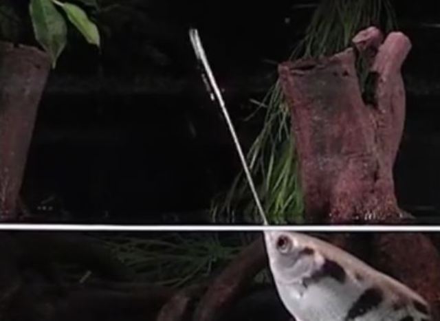 射水魚懂得使用自己的嘴巴製造小水柱，猶如水槍般狩獵(翻攝網路)