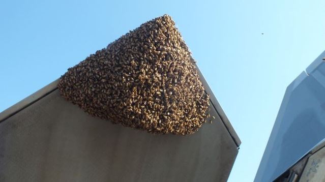 2萬隻蜜蜂的超級蜂窩.讓最先進的戰鬥機為它停飛.