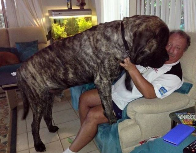 翻攝Baron the olde English Mastiff Facebook）
