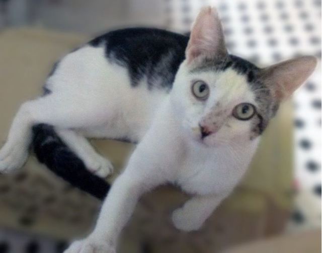 小貓在醫院靜養，等著回新家。