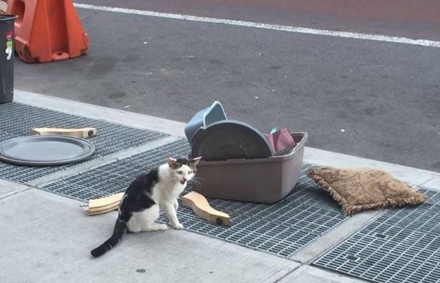 網友PO被掃地出門的可憐小貓。