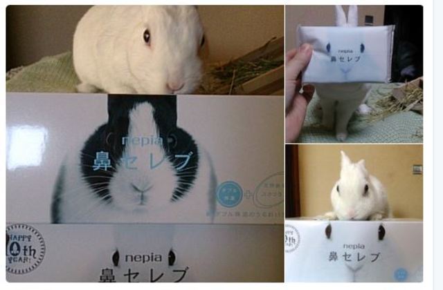 小白兔撞臉面紙盒