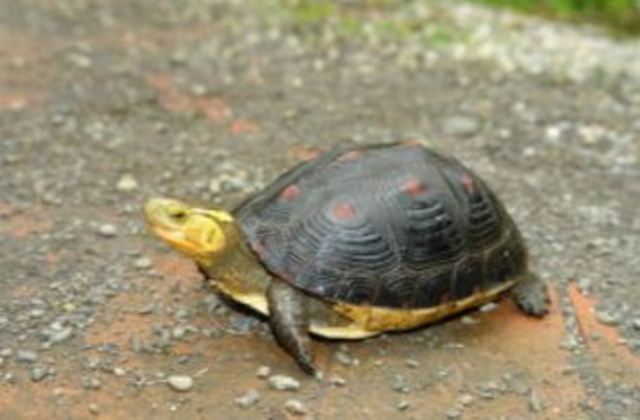 騎士撞上烏龜.騎士斃命烏龜僅受輕傷.（示意圖非本案烏龜）