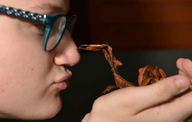 連竹節蟲也是澳洲人的寵物。