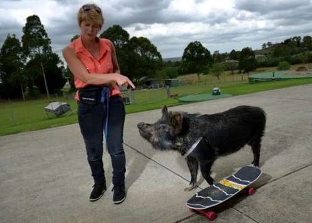 女飼主說：牠是小型豬。