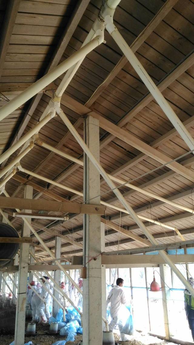 共撲殺2,672隻11週齡黃金雞。(雲林縣動植物防疫所提供)