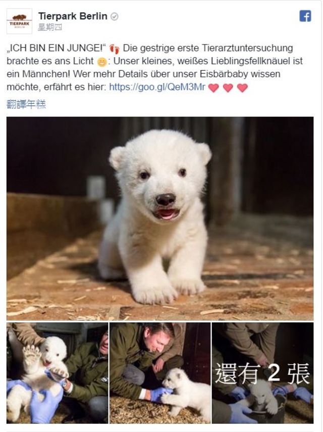 動物園臉書上宣布小熊是個健康的小子.