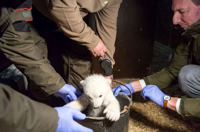 為熊寶寶做身體檢查