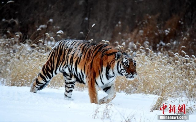 園方PO出老虎威猛照(翻攝中新網)