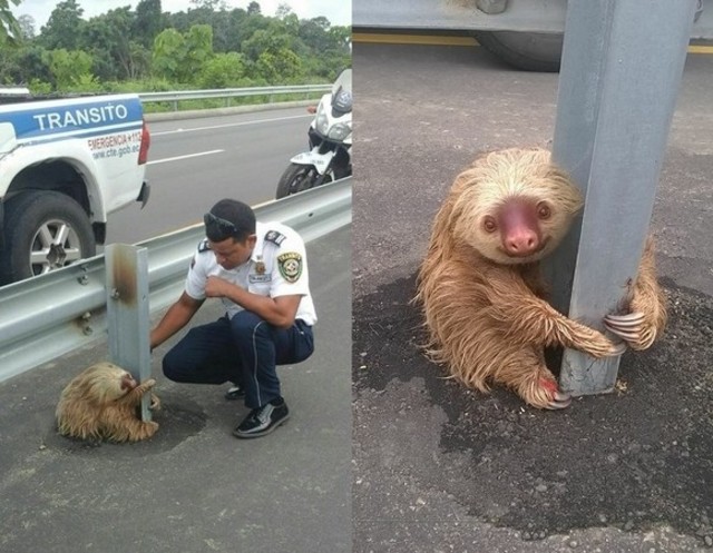 （翻攝自「Comisión de Tránsito del Ecuador」粉絲專頁）