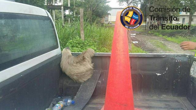 （翻攝自「Comisión de Tránsito del Ecuador」粉絲專頁）