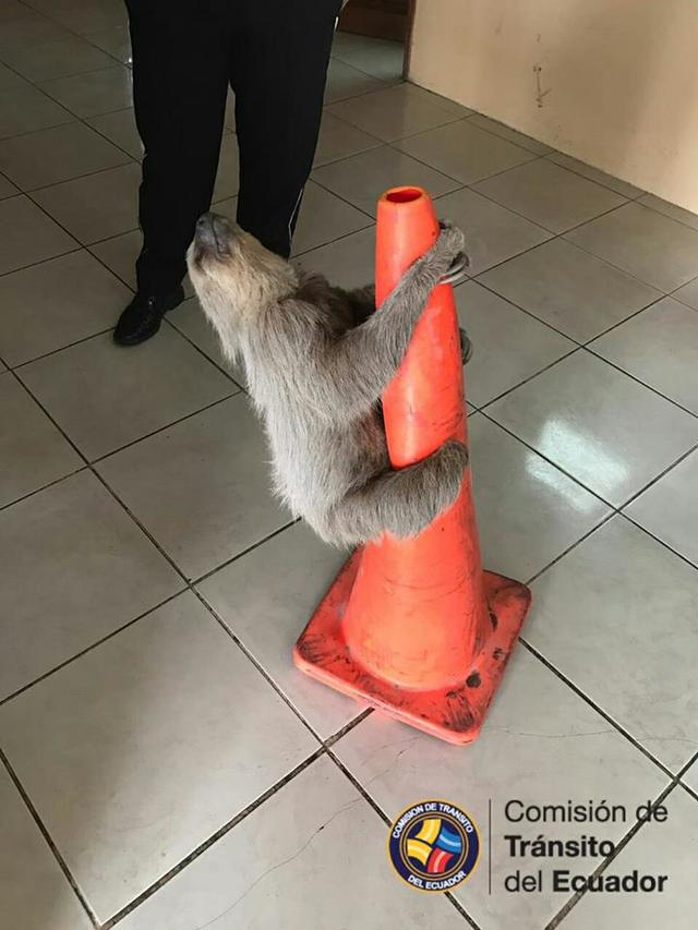 （翻攝自「Comisión de Tránsito del Ecuador」粉絲專頁）