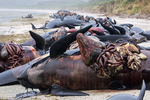 鯨魚屍體遭刀剖開以防爆炸