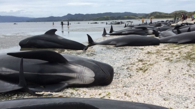 上百頭鯨魚擱淺死亡