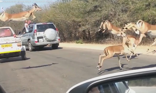 大批羚羊不斷逃走