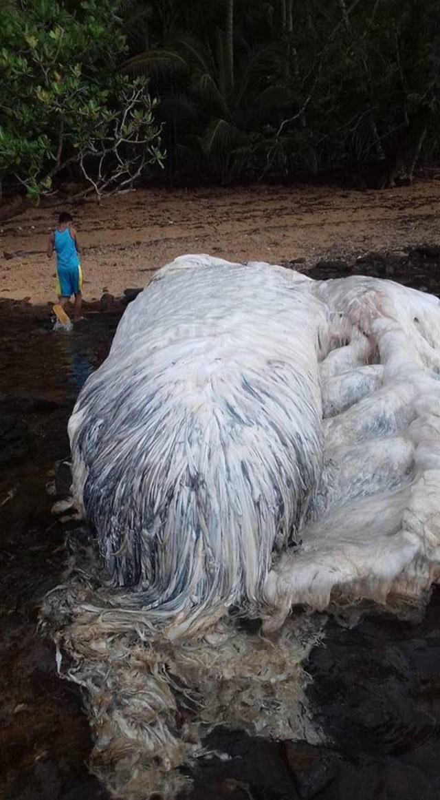 科學家說這是鯨魚屍體分解後的模樣