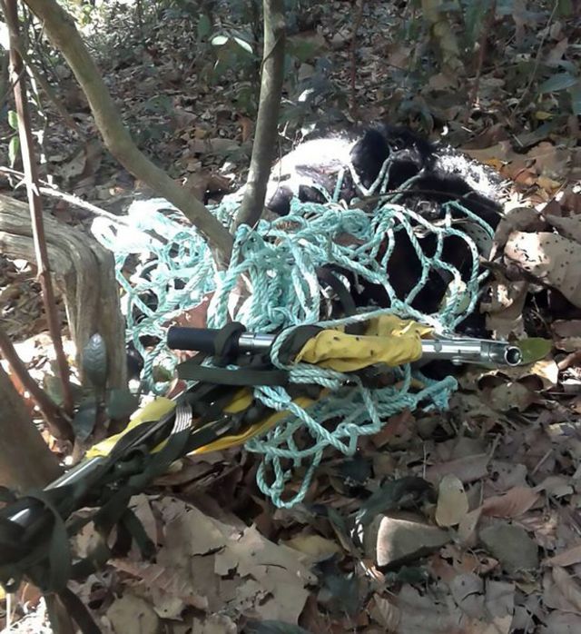 黑熊不幸墜落森林。翻攝自鏡報。