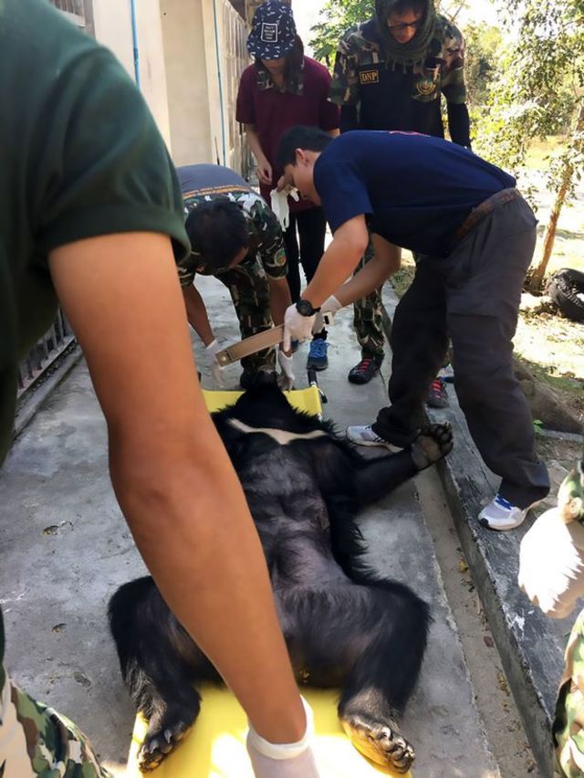 黑熊不幸墜落森林。翻攝自鏡報。