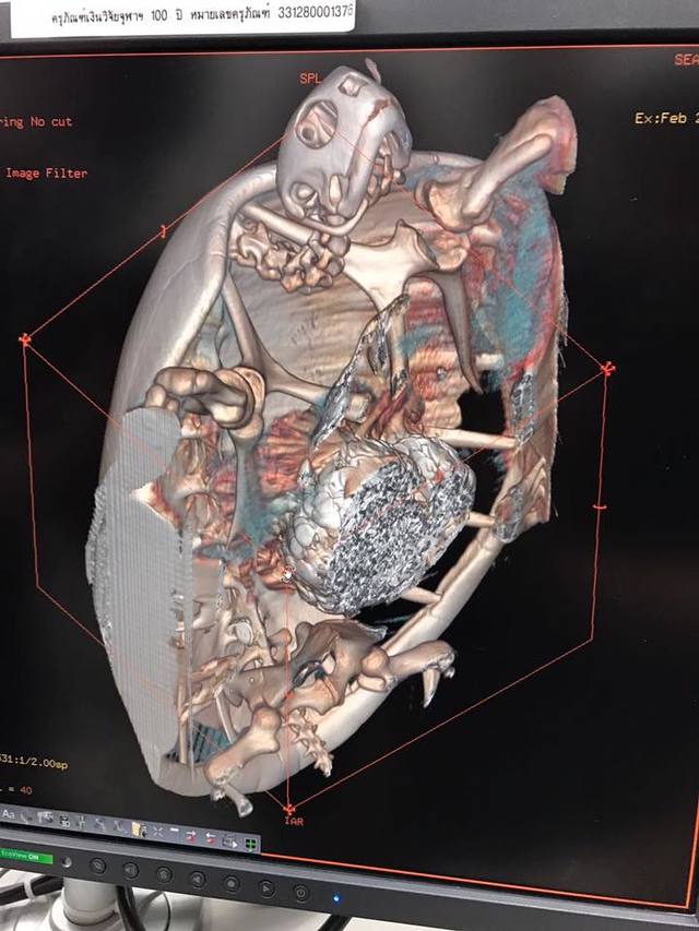 海龜吞進將近百枚硬幣