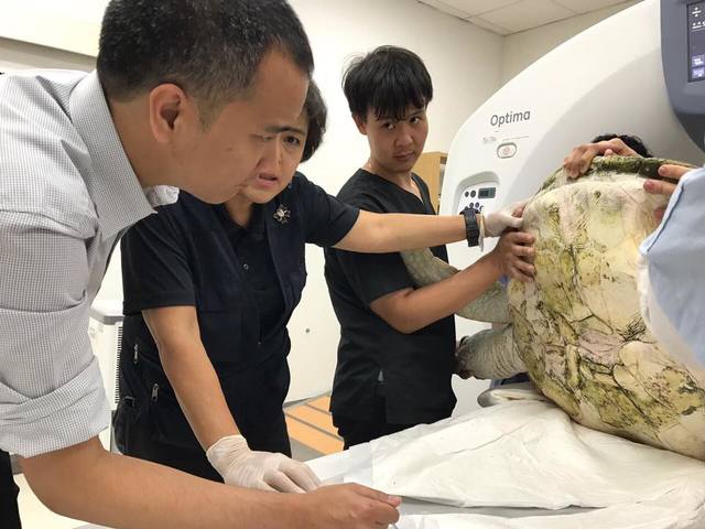 海龜肚子被撐破