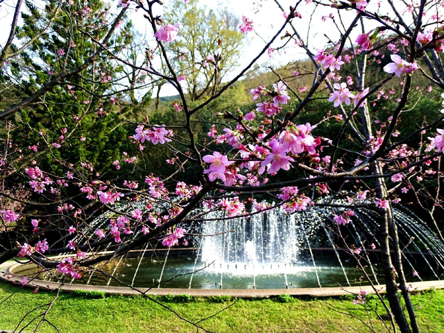 噴水池旁的昭和櫻。(台北市公園處提供)