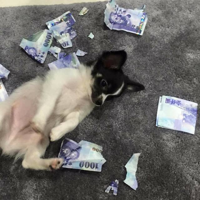 (翻攝爆料公社)